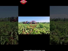 Proses Produksi Pasta Tomat Drum Xinjiang: Dari Panen hingga Konservasi